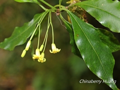 Pittosporum illicioides
