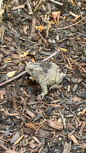 American Toad