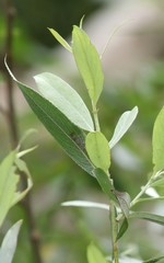 Salix eleagnos