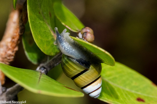 Achatinella sowerbyana observed 2019-03-24