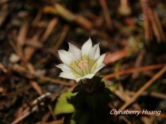 Gentiana flavomaculata