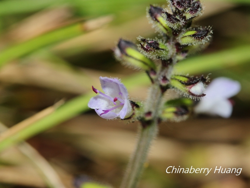 Salvia scapiformis (Salvia scapiformis)