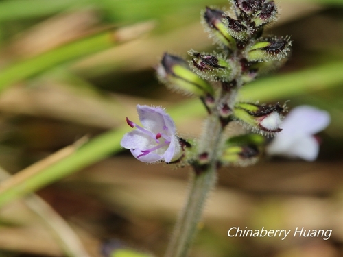 Salvia scapiformis