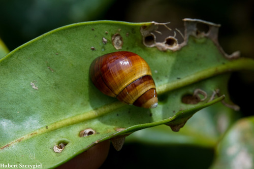 Achatinella lila observed 2019-03-24