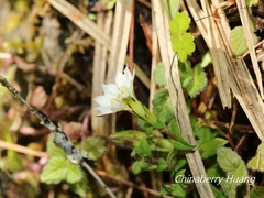 Gentiana flavomaculata
