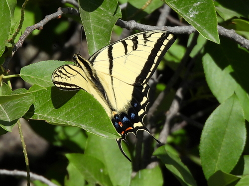 Two-tailed Swallowtail