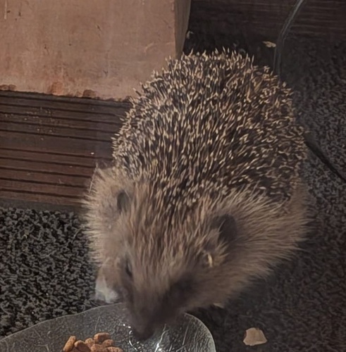 Common Hedgehog