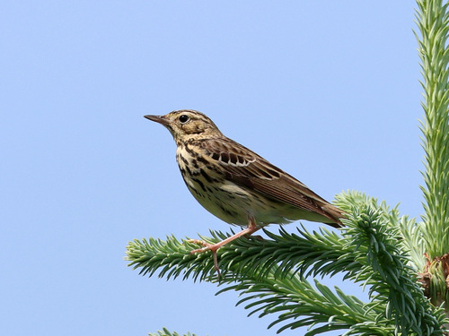 Tree Pipit