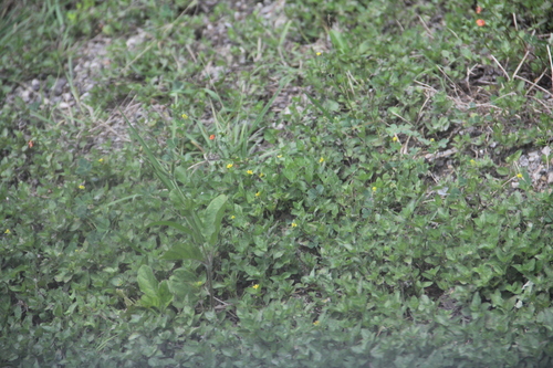 straggler daisy