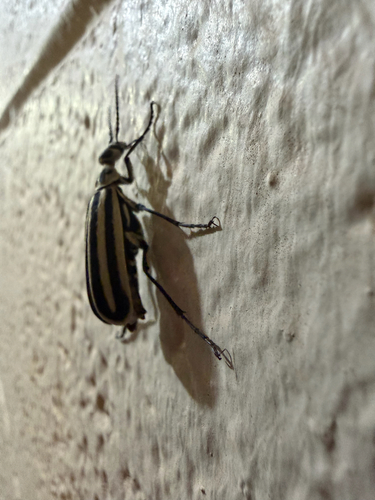 Black-striped Blister Beetle