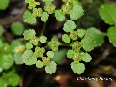 Chrysosplenium formosanum