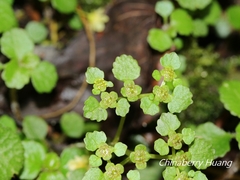 Chrysosplenium formosanum