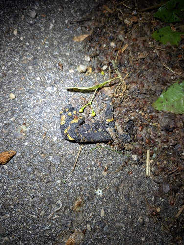Fire Salamander