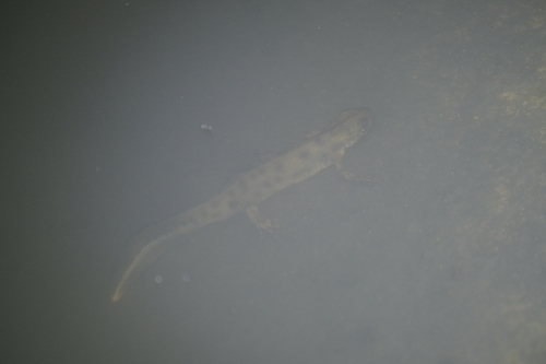 Italian Crested Newt