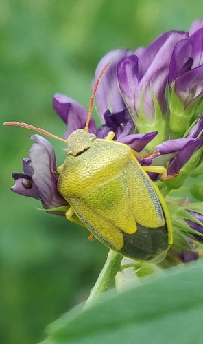 Gorse Shield Bug