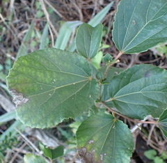 Trimeria grandifolia, photograph (c) Nicola van Berkel, some rights reserved (CC BY-SA)