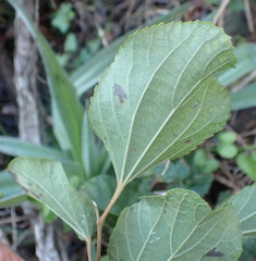 Trimeria grandifolia, photograph (c) Nicola van Berkel, some rights reserved (CC BY-SA)