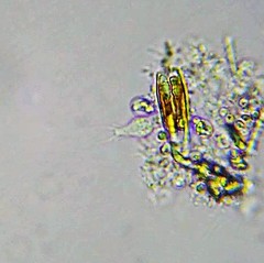Diplosiga