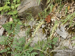 Corydalis ophiocarpa