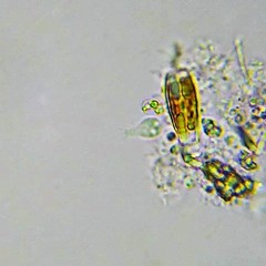 Diplosiga