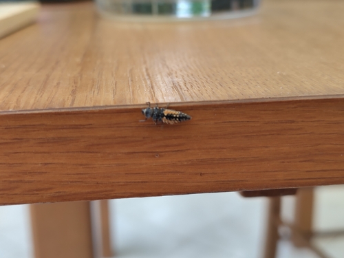 Asian Lady Beetle
