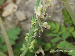 Corydalis ophiocarpa