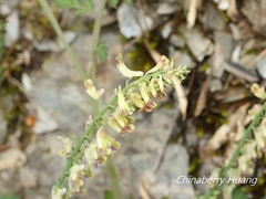 Corydalis ophiocarpa
