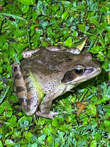 Agile Frog