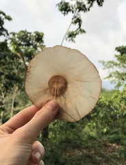Aspidosperma megalocarpon