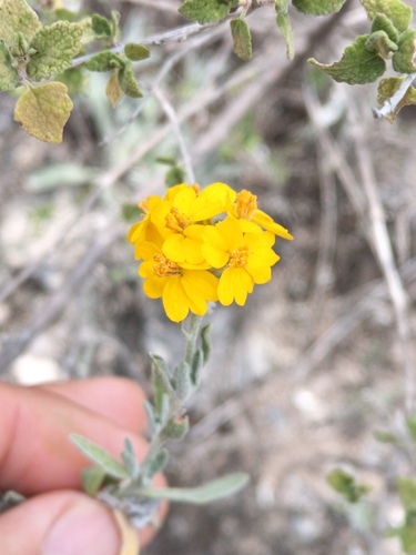 Psilostrophe gnaphalodes