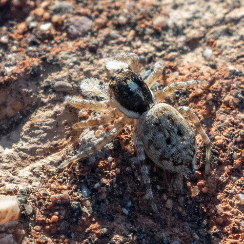 Half-edged Wall Jumping Spider