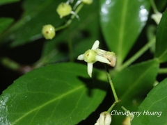 Euonymus spraguei