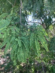 Lysiloma divaricatum