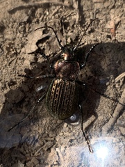 Carabus ulrichii