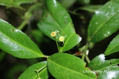 Euonymus spraguei