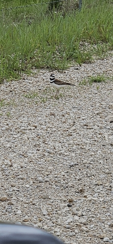 Killdeer photographed in Kansas