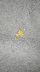 Isocentris