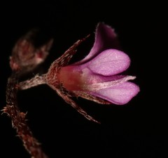 Indigofera potbergensis
