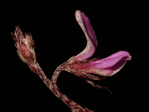 Image of Indigofera potbergensis by (c) Brian du Preez, some rights reserved (CC BY-SA)