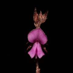 Indigofera potbergensis