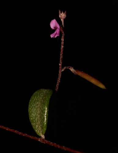 Image of Indigofera potbergensis by (c) Brian du Preez, some rights reserved (CC BY-SA)