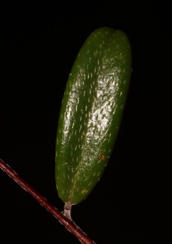 Image of Indigofera potbergensis by (c) Brian du Preez, some rights reserved (CC BY-SA)