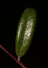 Indigofera potbergensis