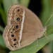 Dingy Bushbrown - Photo (c) marcelfinlay, some rights reserved (CC BY-NC), uploaded by marcelfinlay