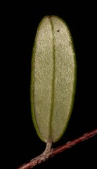 Indigofera potbergensis