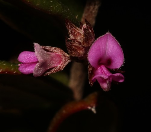 Indigofera potbergensis MS (Indigofera potbergensis)