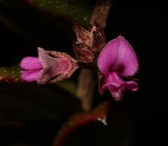 Indigofera potbergensis
