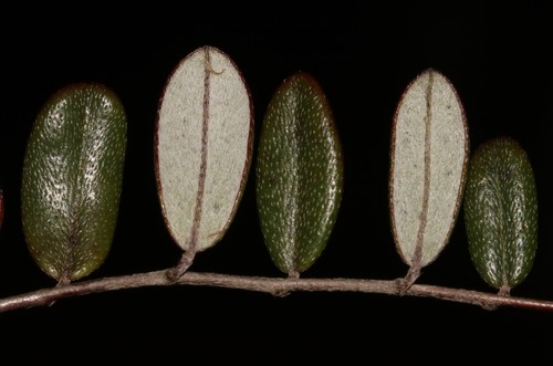 Image of Indigofera potbergensis by (c) Brian du Preez, some rights reserved (CC BY-SA)