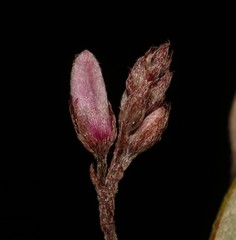 Indigofera potbergensis