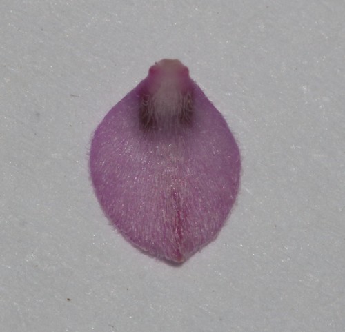 Image of Indigofera potbergensis by (c) Brian du Preez, some rights reserved (CC BY-SA)